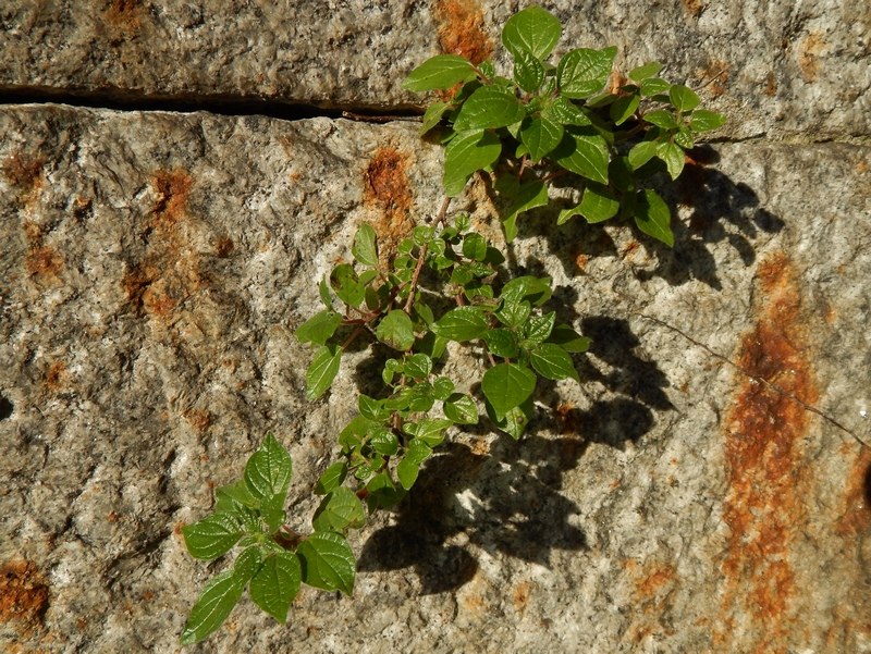 Parietaria officinalis?